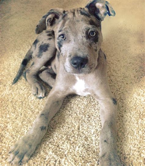 catahoula pitbull mix puppies.